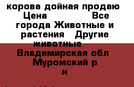 корова дойная продаю › Цена ­ 100 000 - Все города Животные и растения » Другие животные   . Владимирская обл.,Муромский р-н